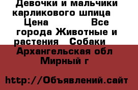 Девочки и мальчики карликового шпица  › Цена ­ 20 000 - Все города Животные и растения » Собаки   . Архангельская обл.,Мирный г.